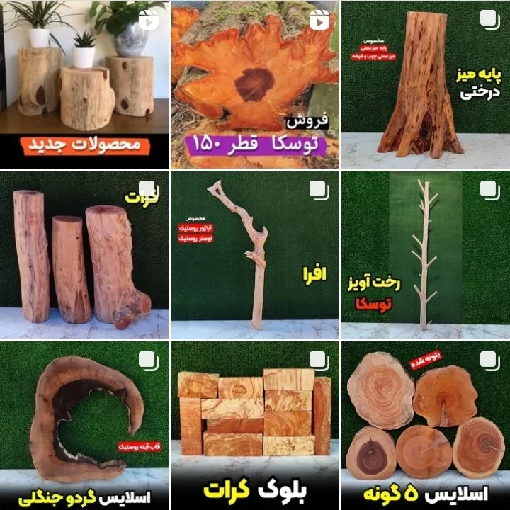 فروش چوب برمودا