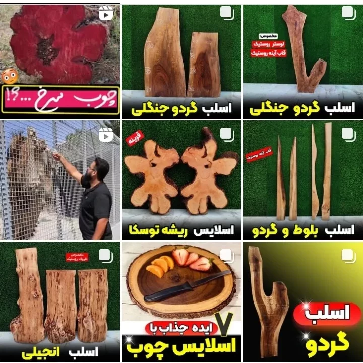 فروش چوب برمودا