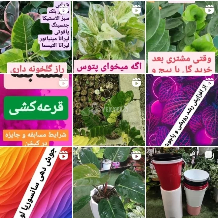 گلخانه تی تی رز